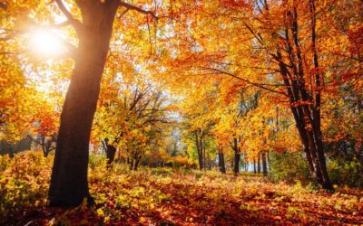 Autumn