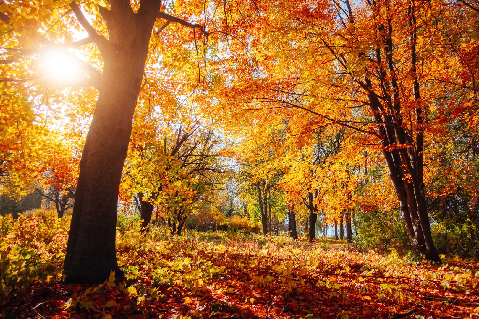 Beech,Forest,With,Bright,Yellow,Leaves,On,A,Fairytale,Autumn