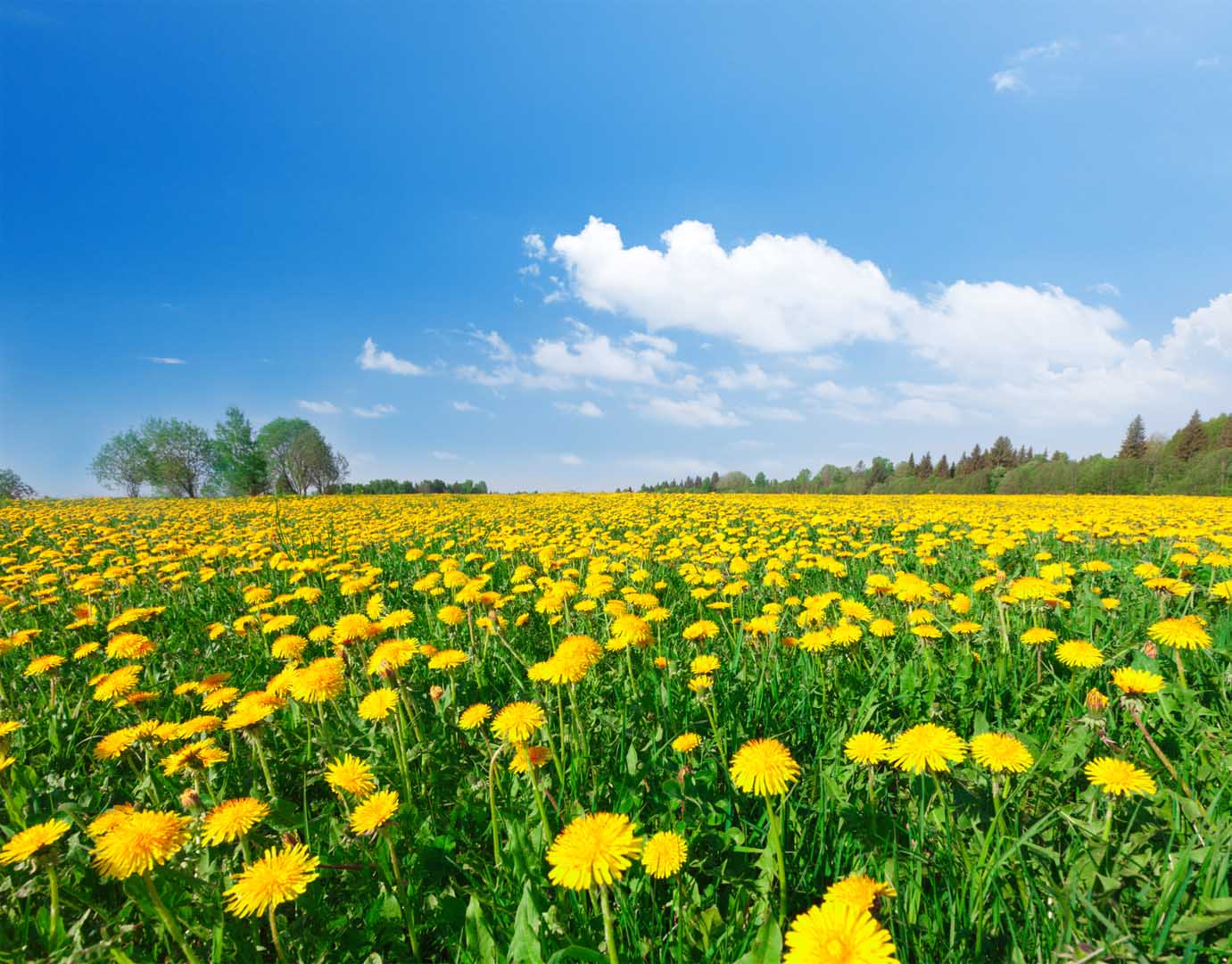 Yellow,Flowers,Field,Under,Blue,Cloudy,Sky
